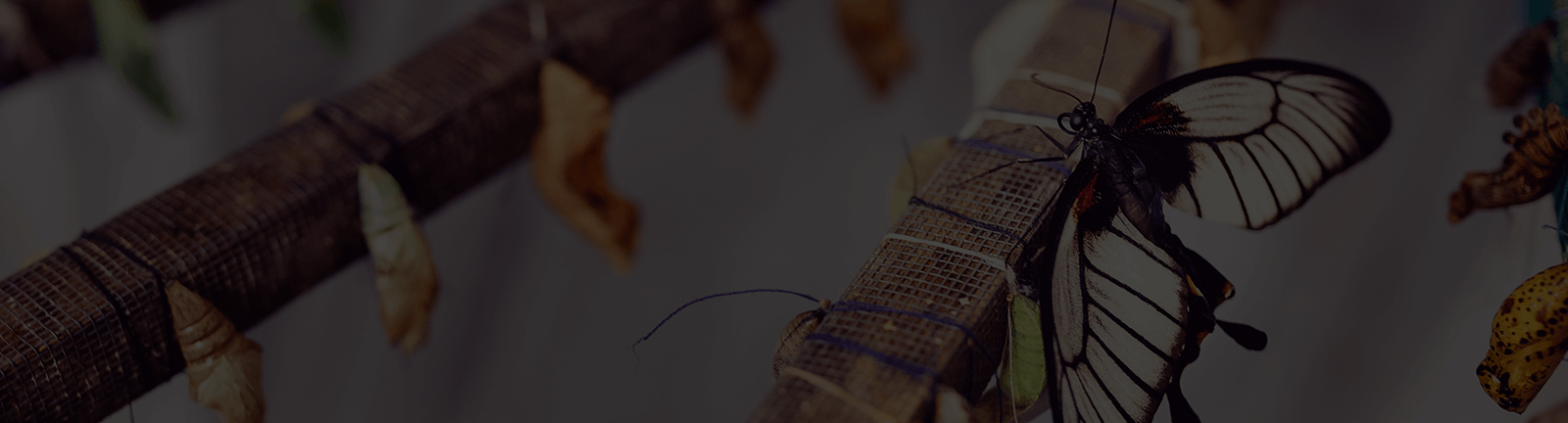 The changing role of digital marketing in financial services